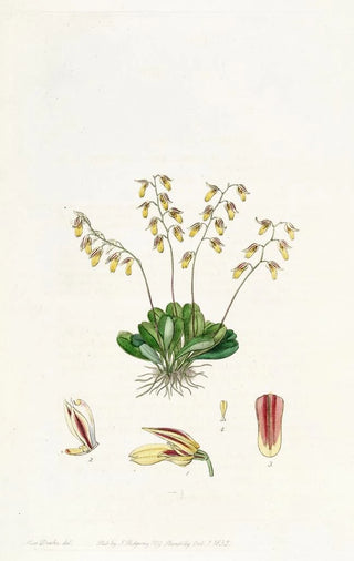 Sydenham Edwards - The Groby Pleurothallis.webp