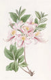 L'Azalée Blush Highclere - Sydenham Edwards — vy av konstverket