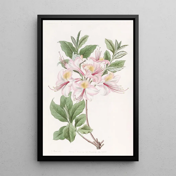 Sydenham Edwards - The Highclere Blush Azalea.webp