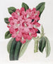 Le Rhododendron de Highclere - Sydenham Edwards — vy av konstverket