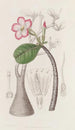 Le Buisson Honghel - Sydenham Edwards — vy av konstverket