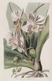 La Plante Papillon Indienne - Sydenham Edwards — vy av konstverket