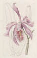La Grande Cattleya - Sydenham Edwards — vy av konstverket