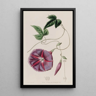 Sydenham Edwards - The Male Jalap.webp