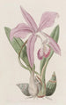 La Laelia Mayflower - Sydenham Edwards — vy av konstverket