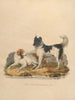 Le Chien de Terre-Neuve - Sydenham Edwards — vy av konstverket
