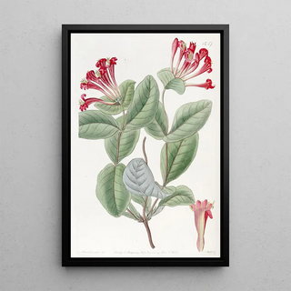 Sydenham Edwards - The Northwest Honeysuckle.webp