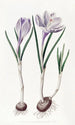 Le Crocus Vernal Peint - Sydenham Edwards — vy av konstverket
