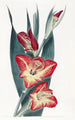 Le Gladiole Perroquet - Sydenham Edwards — vy av konstverket