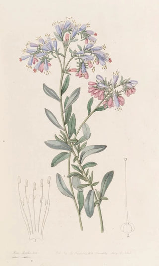 Sydenham Edwards - The Rock Bugloss.webp