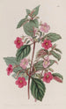 L'Achimenes Rose - Sydenham Edwards — vy av konstverket
