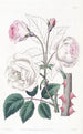 La Rose Ruga - Sydenham Edwards — vy av konstverket