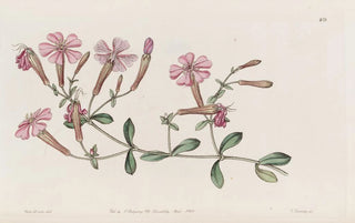 Sydenham Edwards - The Schafta.webp