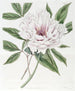 La Pivoine Arbustive Semi-Double - Sydenham Edwards — vy av konstverket