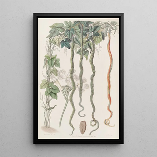 Sydenham Edwards - The Serpent Cucumber or Hairblossom.webp