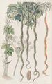Le Concombre Serpent ou Fleur de Cheveux - Sydenham Edwards — vy av konstverket