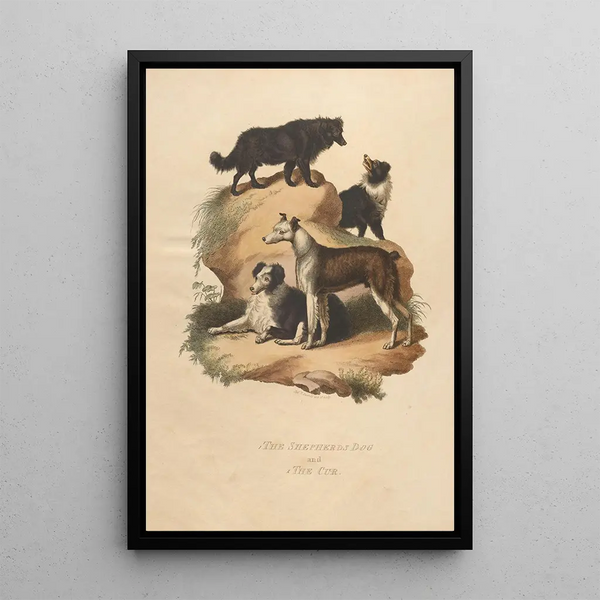 Sydenham Edwards - The Shepherds Dog and The Cur.webp