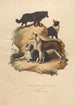 Le Chien de Berger et Le Cur - Sydenham Edwards — vy av konstverket