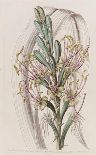 Sydenham Edwards - The Soap Aloe.webp