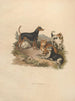 Le Terrier - Sydenham Edwards — vy av konstverket