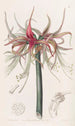 La Sprekelia à fleurs courtes - Sydenham Edwards — vy av konstverket