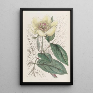 Sydenham Edwards - The Yellow Paeony.webp