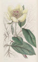 La pivoine jaune - Sydenham Edwards — vy av konstverket