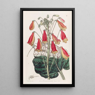 Sydenham Edwards - The Zebra Gesnera.webp