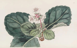 Sydenham Edwards - The coarsefringed Indian Saxifrage.webp
