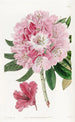 Le rhododendron charmant - Sydenham Edwards — vy av konstverket
