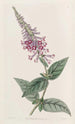 Le buddleia chinois pourpre - Sydenham Edwards — vy av konstverket