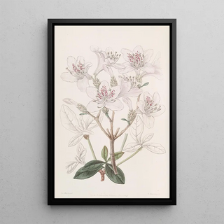 Sydenham Edwards - The scaly Azalea.webp