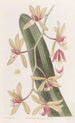 den tjockbladiga cymbidium - Sydenham Edwards — vy av konstverket