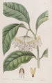 Le hoya à feuilles épaisses - Sydenham Edwards — vy av konstverket