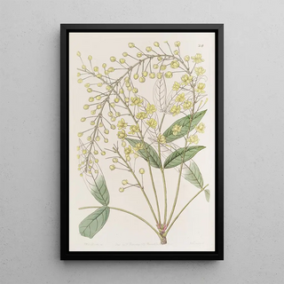 Sydenham Edwards - Thin Ashleaved Berberry.webp