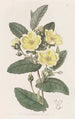 L'hibbertia Thoroughwax - Sydenham Edwards — vy av konstverket