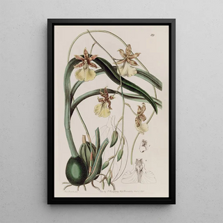 Sydenham Edwards - Threadstalked Curvelip.webp