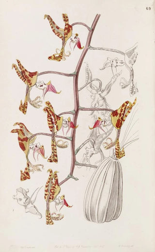 Sydenham Edwards - Threecoloured Spotted Gongora.webp