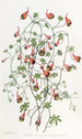 Le tropaeolum tricolore - Sydenham Edwards — vy av konstverket