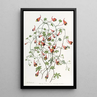 Sydenham Edwards - Threecoloured Tropaeolum.webp