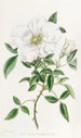 La rose de Chine à trois feuilles - Sydenham Edwards — vy av konstverket