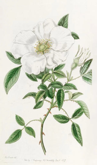 Sydenham Edwards - Threeleaved China Rose.webp