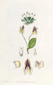 La lepanthes à trois dents - Sydenham Edwards — vy av konstverket