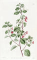 Fuchsia med timjanblad - Sydenham Edwards — vy av konstverket