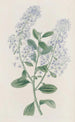 Ceanothus à thyrses - Sydenham Edwards — vy av konstverket