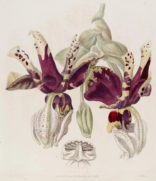 Sydenham Edwards - Tigerflowered Stanhopea.webp