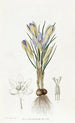 Crocus minuscule - Sydenham Edwards — vy av konstverket