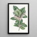 Ardisia à feuilles dentées - Sydenham Edwards — inramlat konstverk på väggen