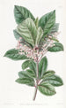 Ardisia à feuilles dentées - Sydenham Edwards — vy av konstverket