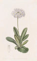 Primula denticulata - Sydenham Edwards — vy av konstverket